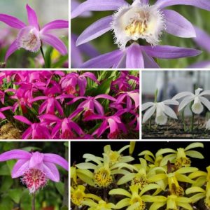 Alpha Assortment - 6 Hardy Orchids Collection