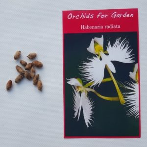 Bag of 3 bulbs - Habenaria radiata - Dove Orchid