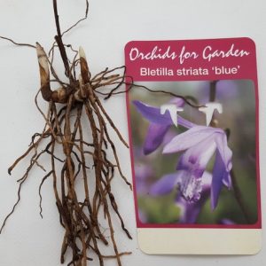 Bletilla Striata Soryu - Blue Dragon Orchid