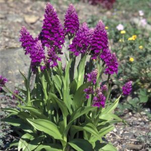Dactylorhiza purpurella - Purple Orchis