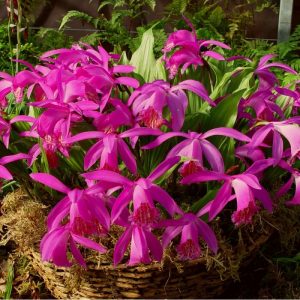 Pleione Tongariro - Red-Purple Hardy Orchid